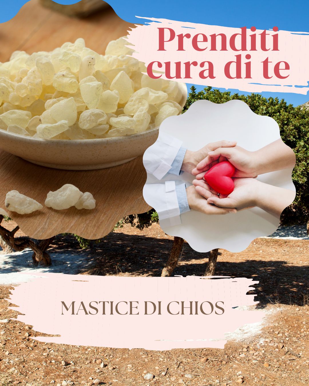 Immagine relativa al post intitolato MASTICE DI CHIOS